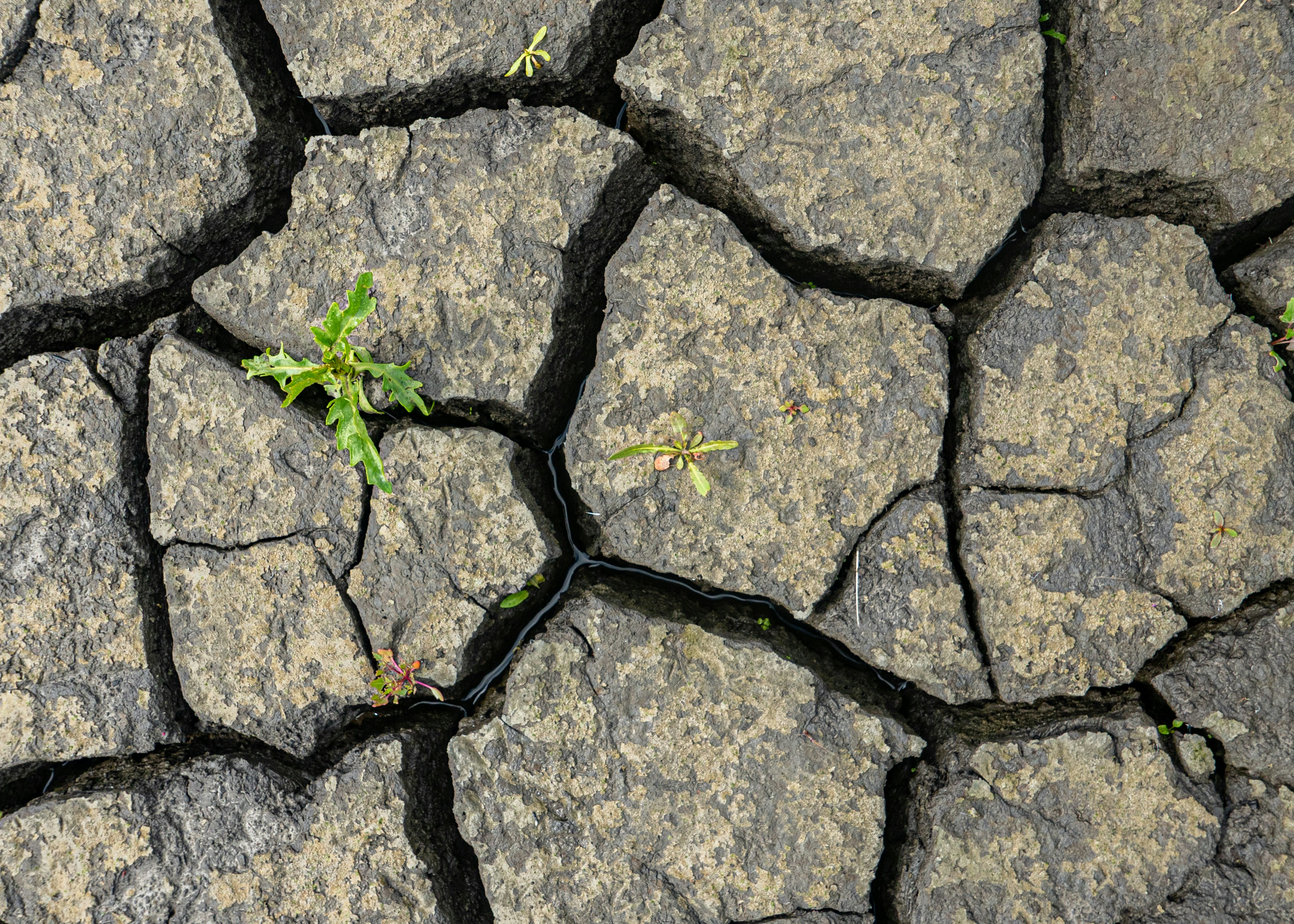 green plant on gray concrete blocks