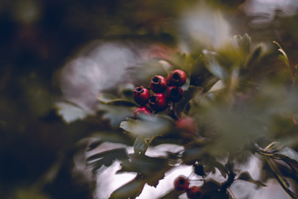 red and white flower buds