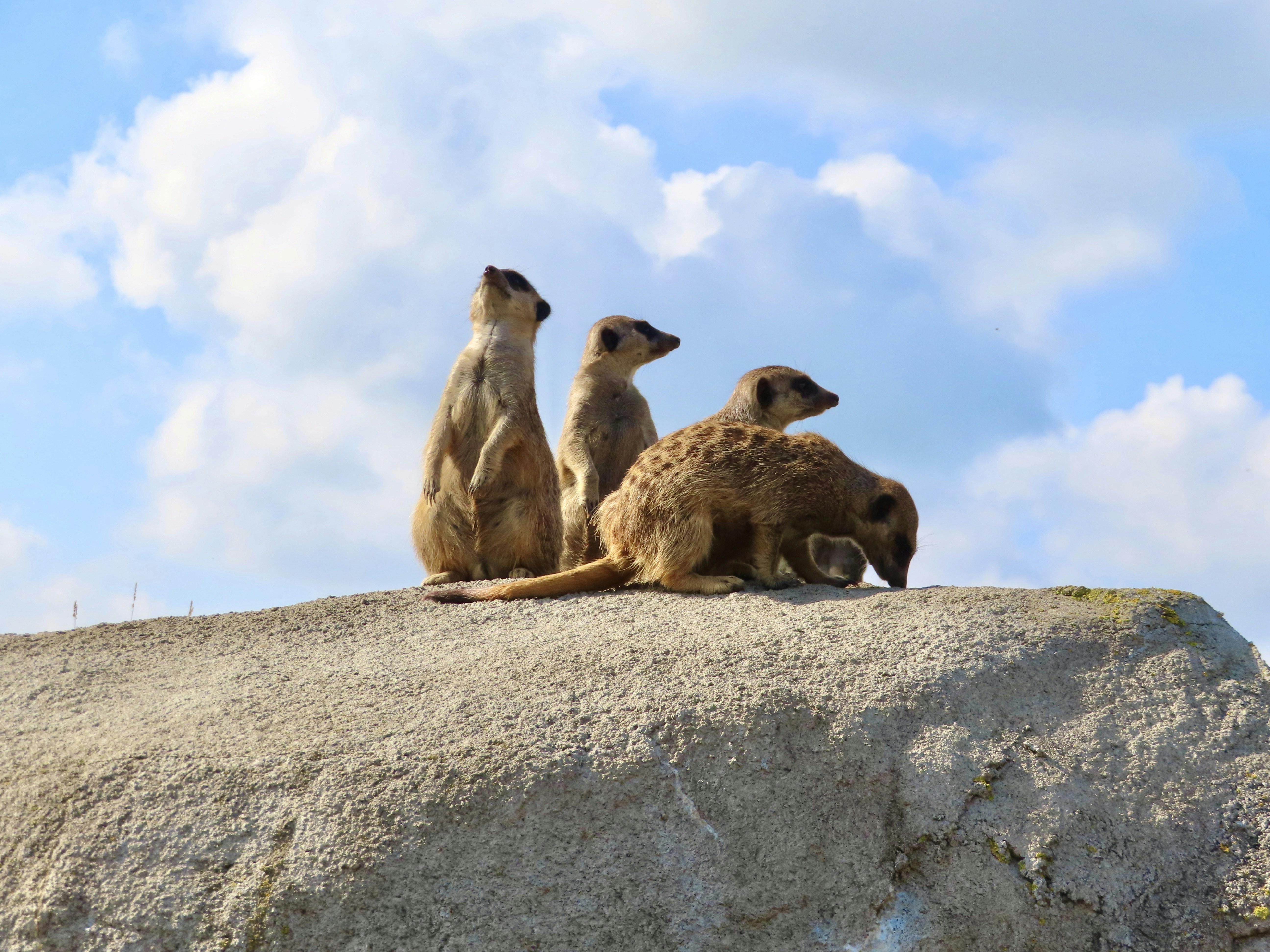 Tres animales marrones en roca gris bajo nubes blancas durante el día