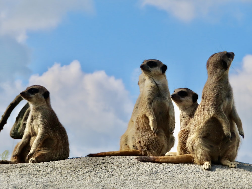 three brown animals on gray rock under blue sky during daytime