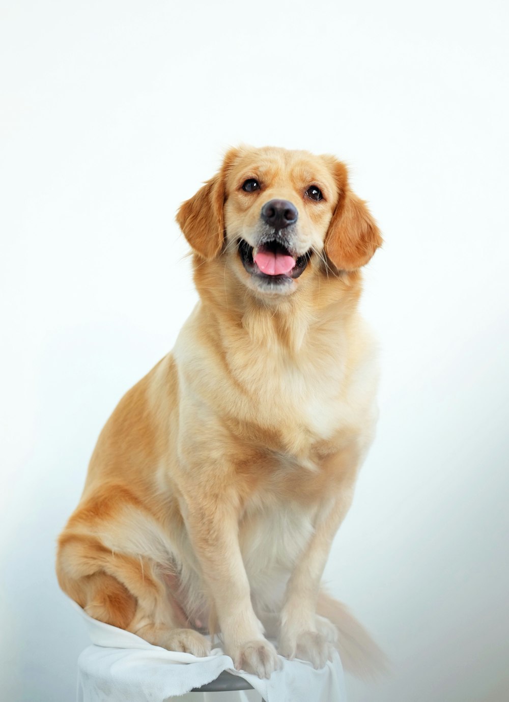 golden retriever puppy on white background