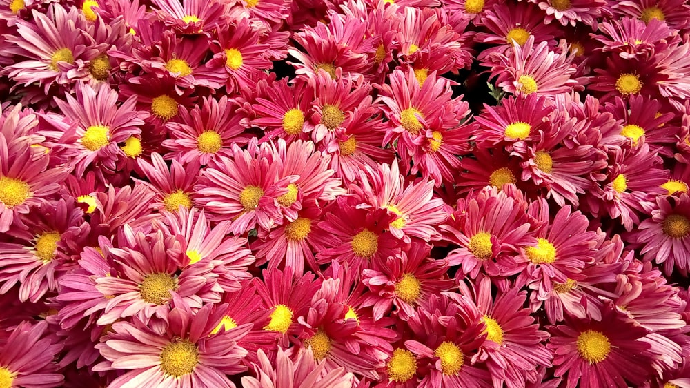 pink flowers in macro shot