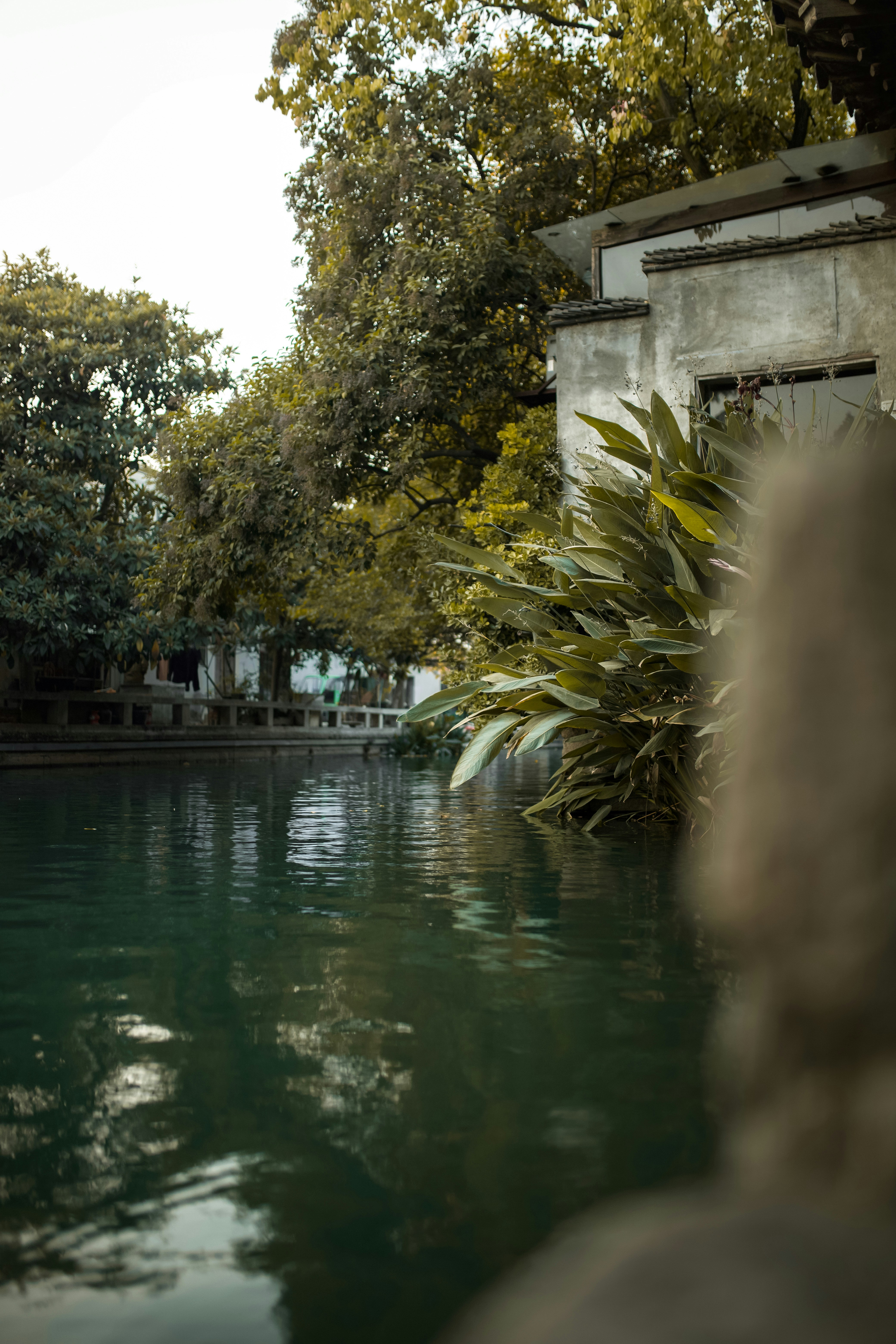 green trees beside body of water during daytime