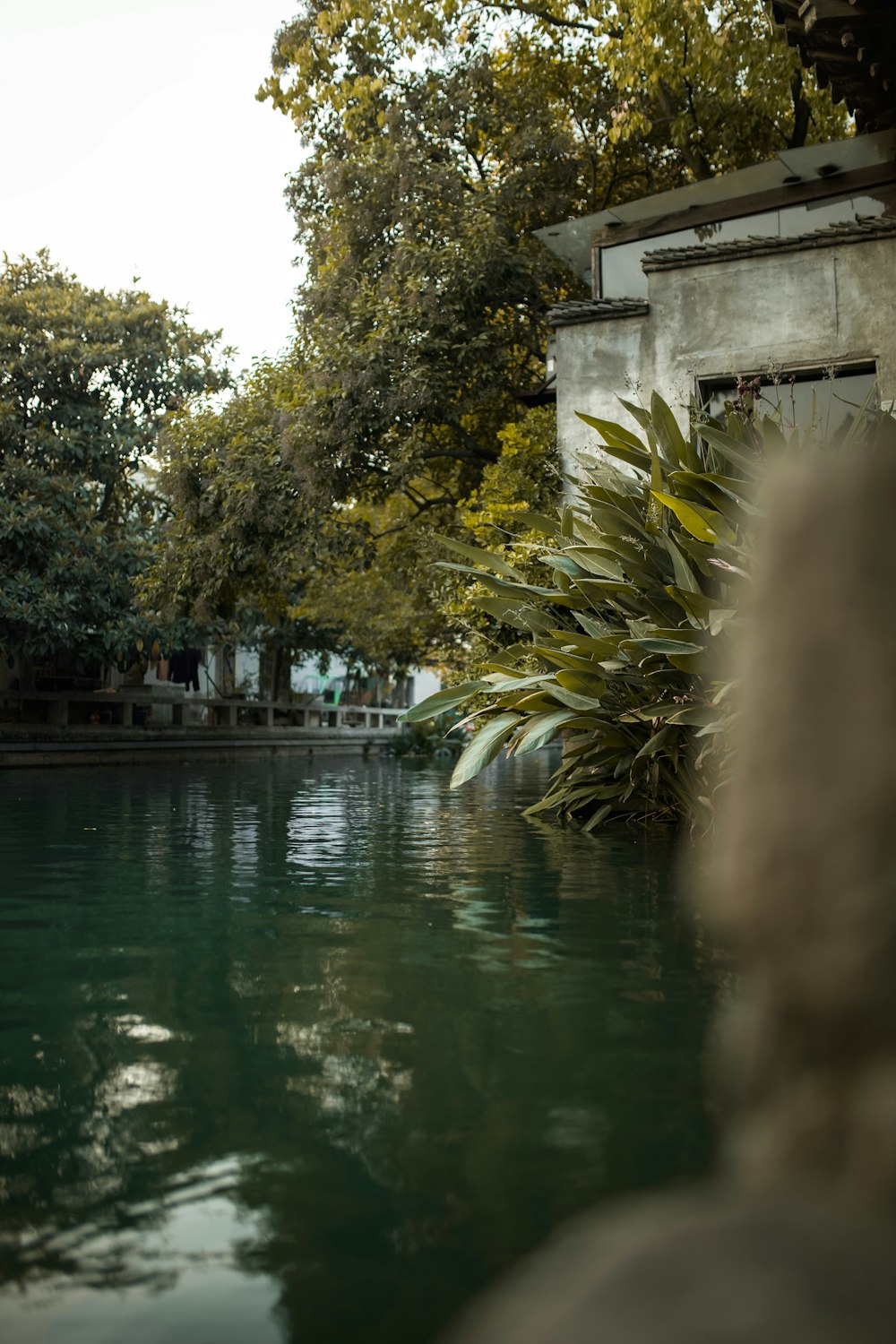 green trees beside body of water during daytime