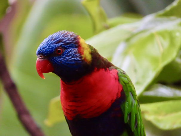 A colorful parrot spreading its wings against a backdrop of tropical leaves.