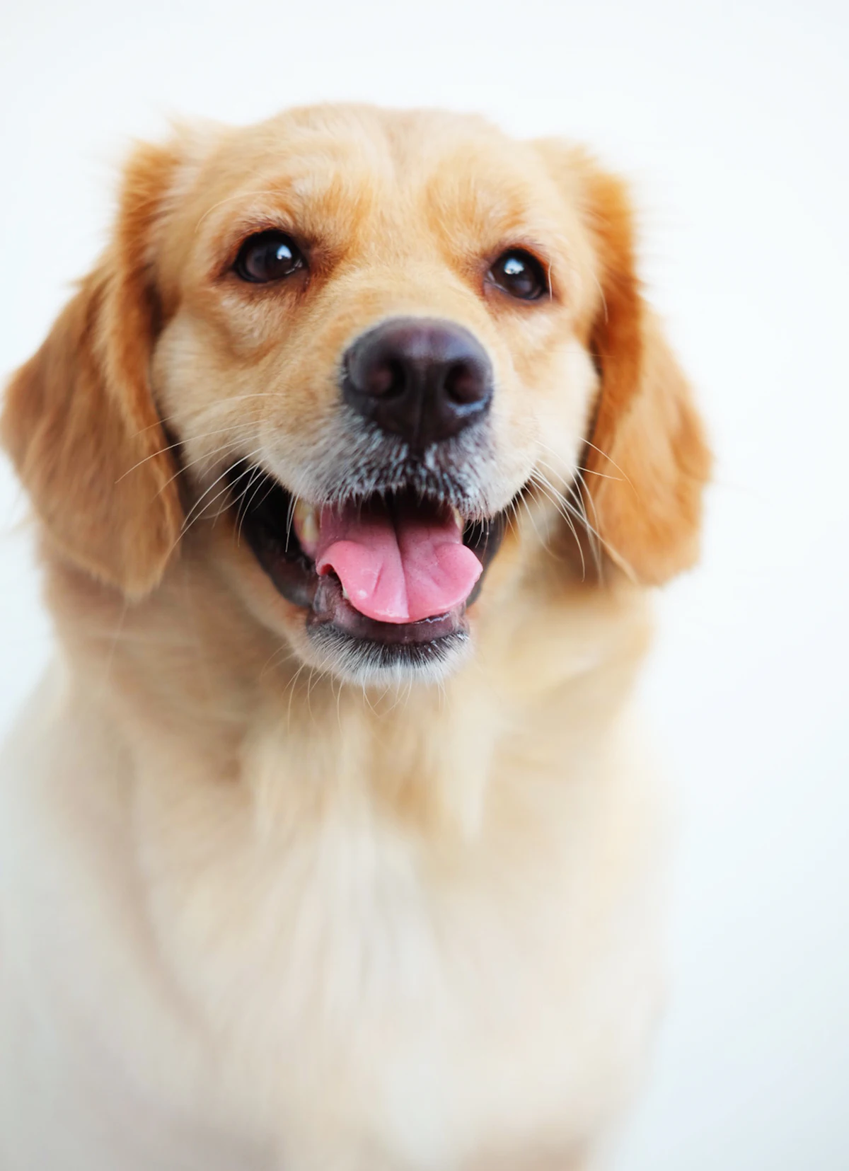 Happy golden retriever portrait