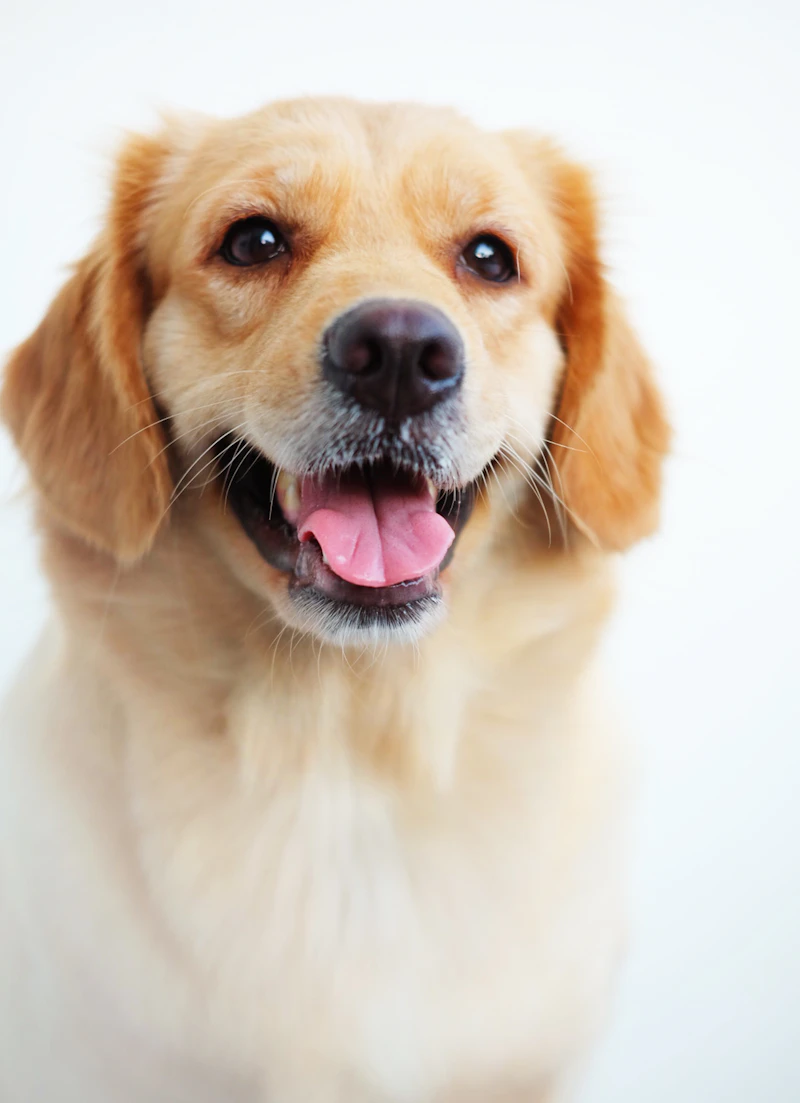 Why your pet's breath matters