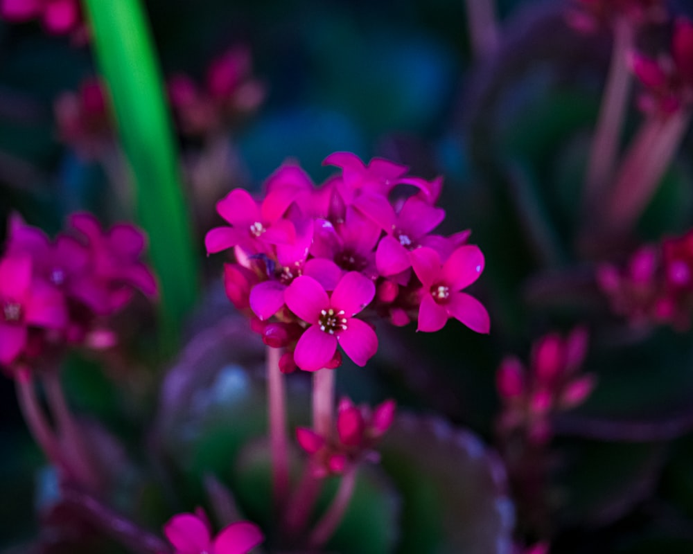 flor rosa na lente tilt shift