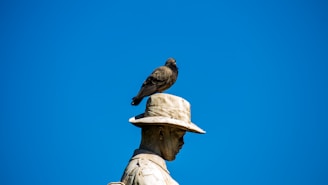 brown bird on mans head