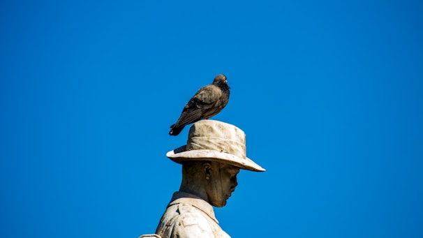 brown bird on mans head