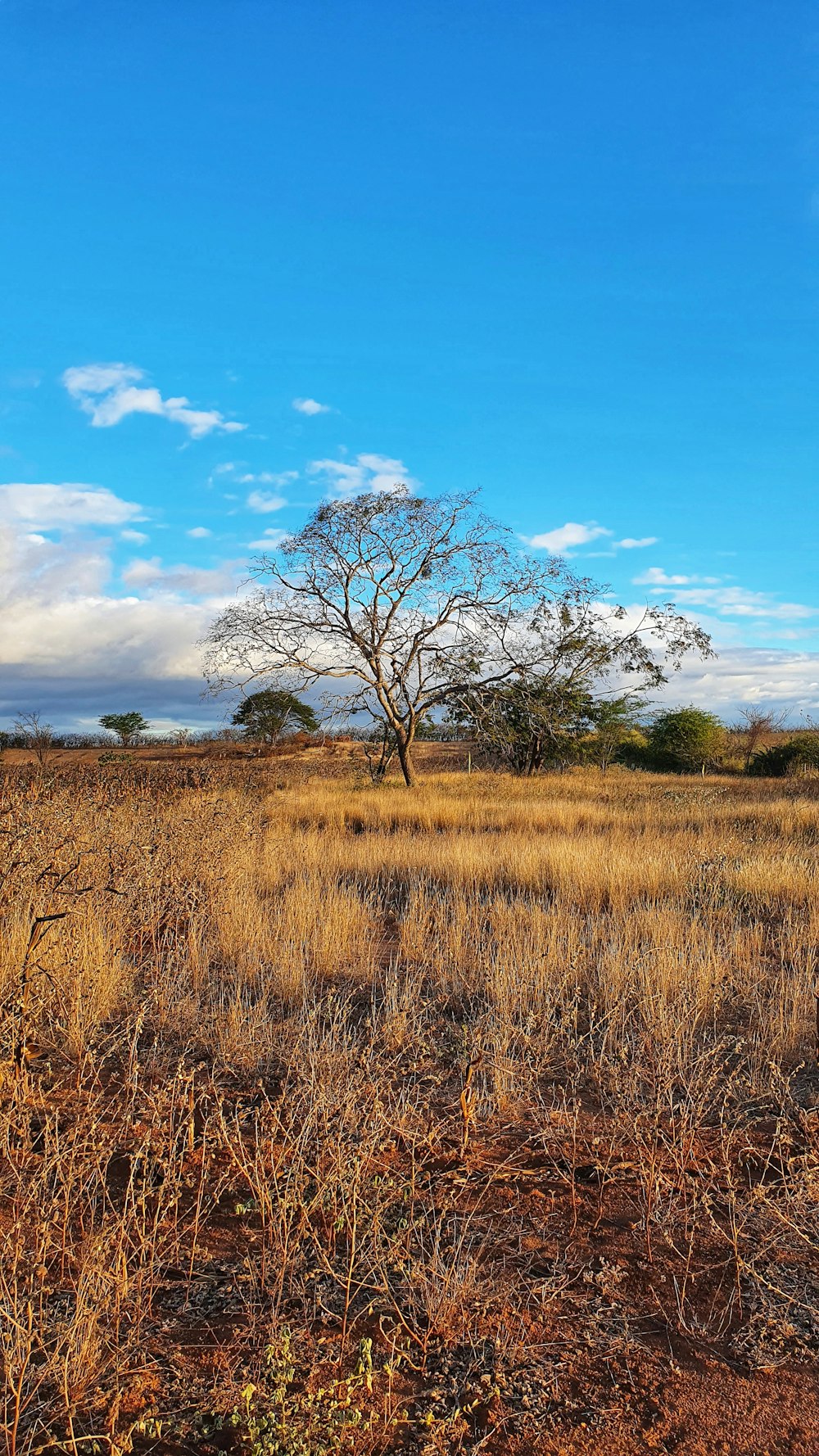 leafless tree on brown grass field under blue sky during daytime