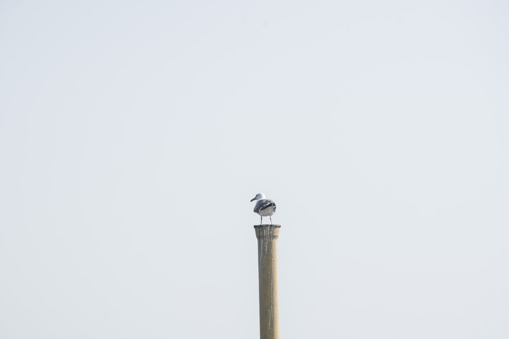 black bird on brown post