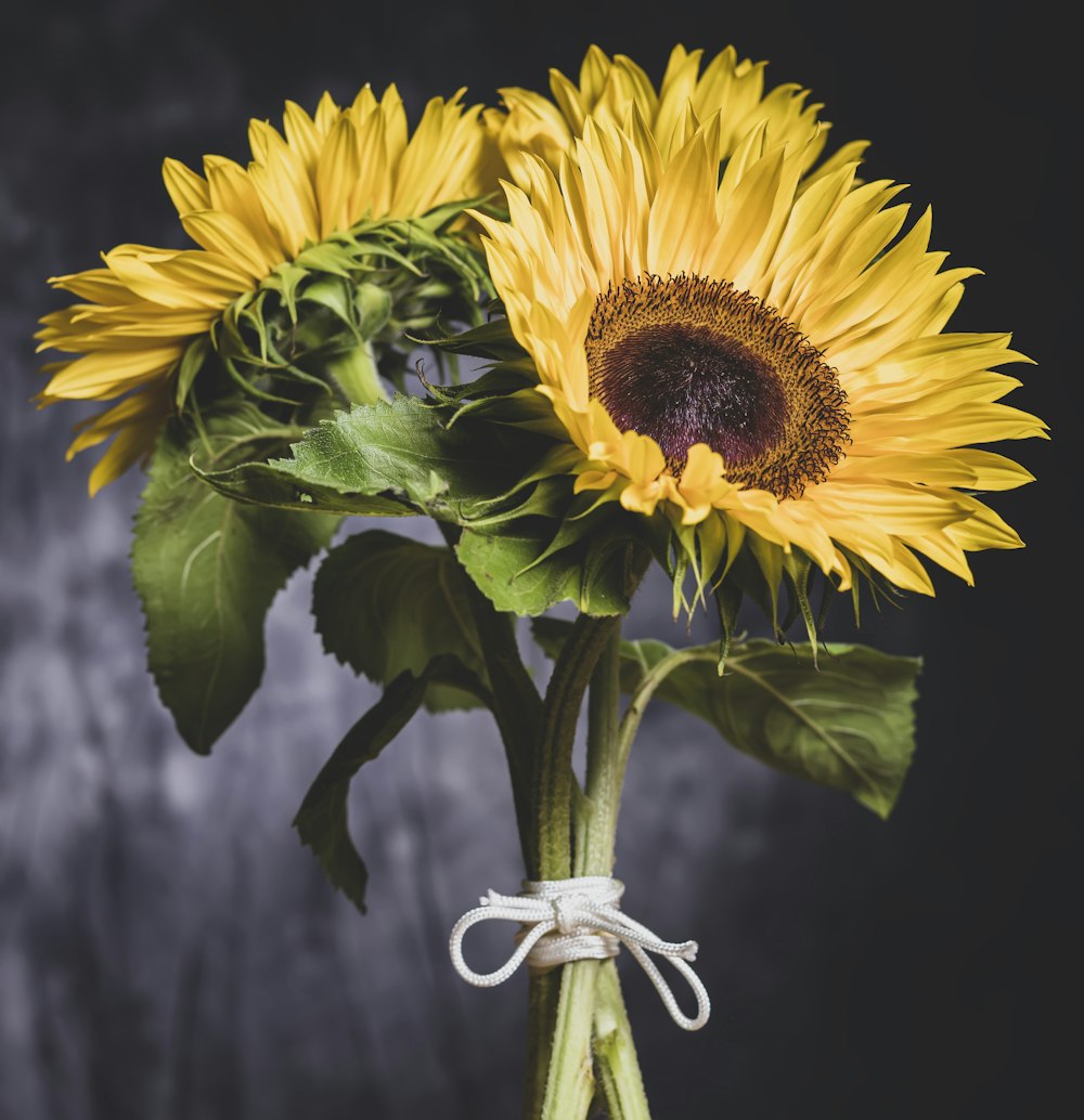 yellow sunflower in close up photography