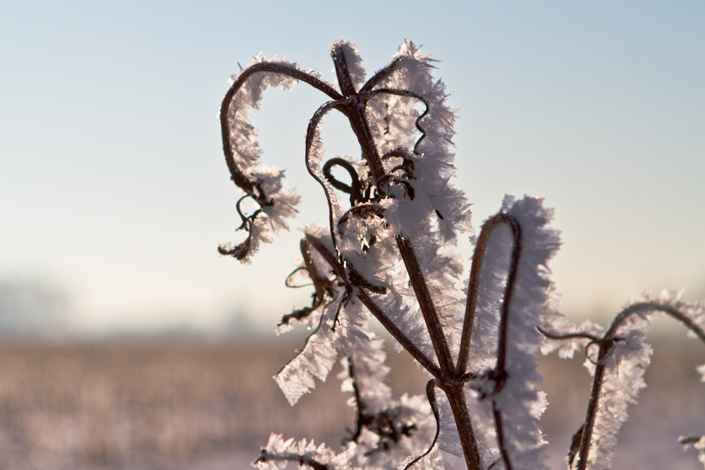 white snow on brown tree branch