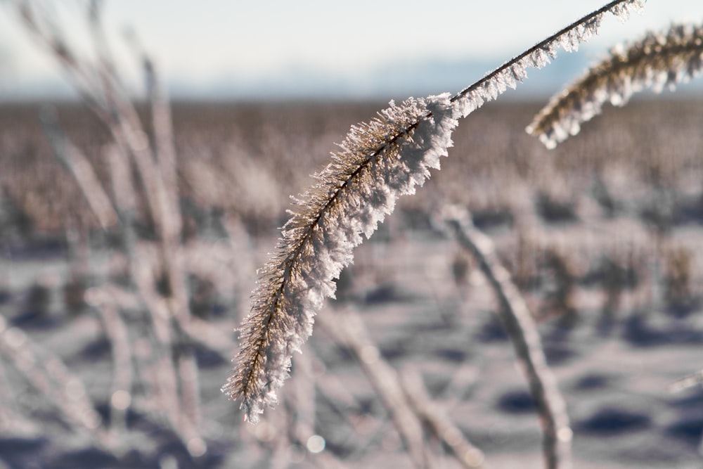 white snow on brown plant