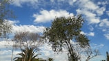 A diverse group of trees representing various species in a forest.