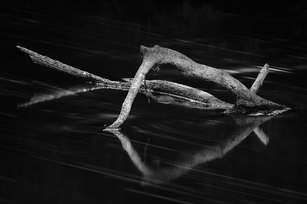 grayscale photo of wood log