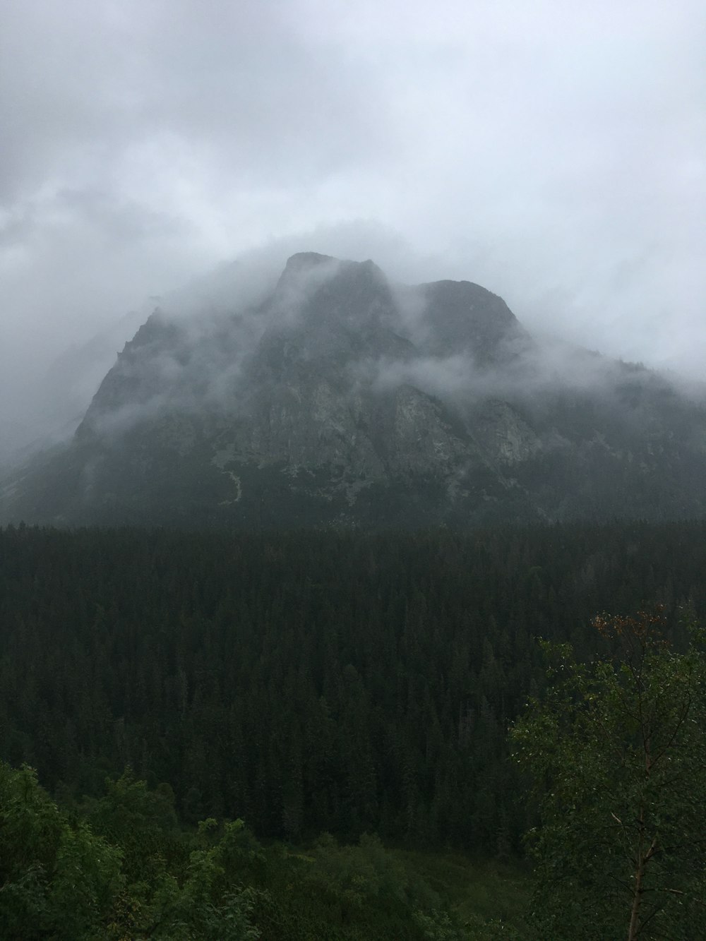 green trees on mountain under white clouds during daytime