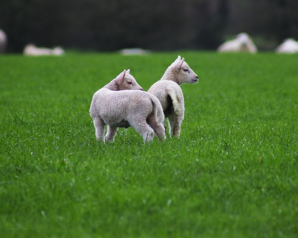 white sheep on green grass field during daytime