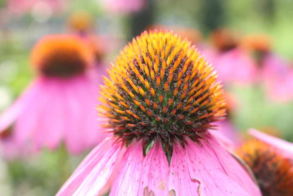 pink and yellow flower in macro photography