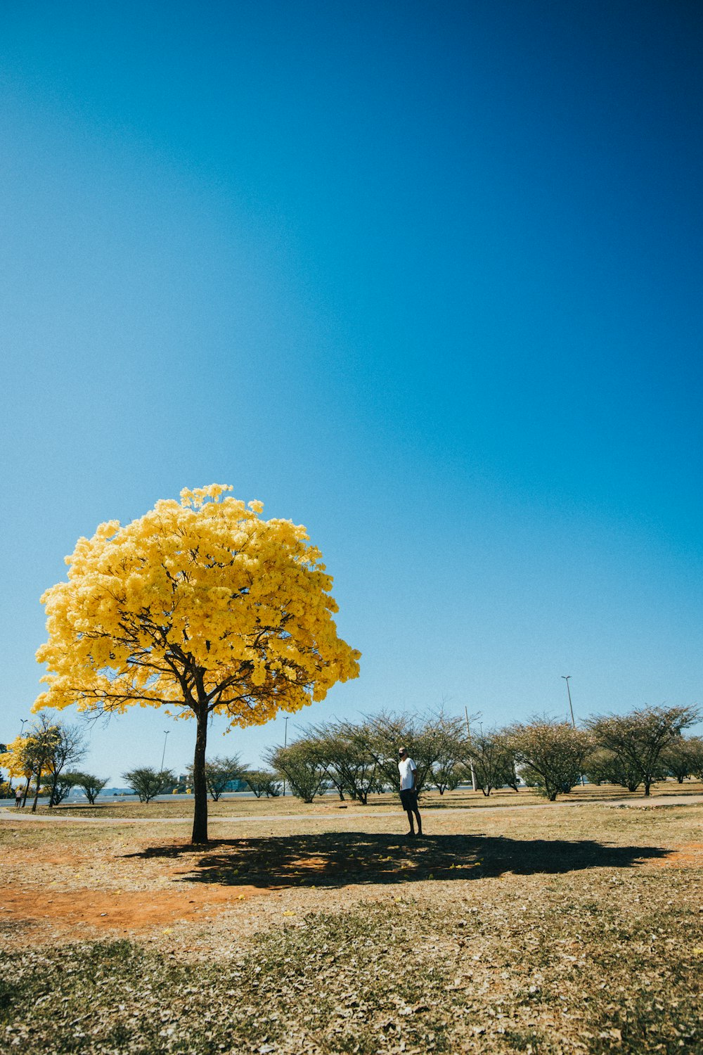 man in black jacket standing near yellow tree during daytime