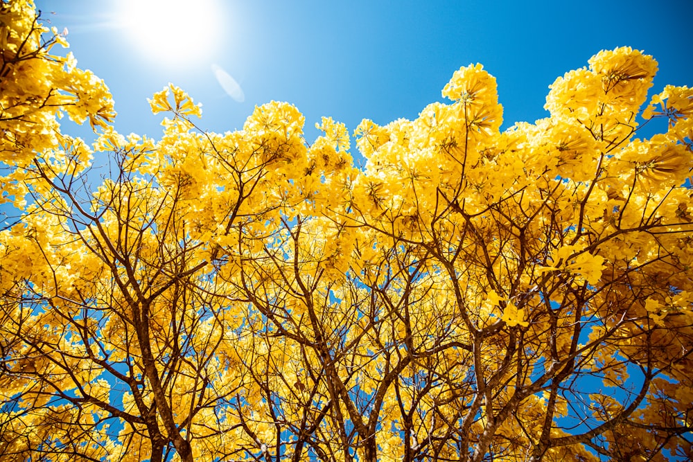 yellow leaf tree under blue sky during daytime