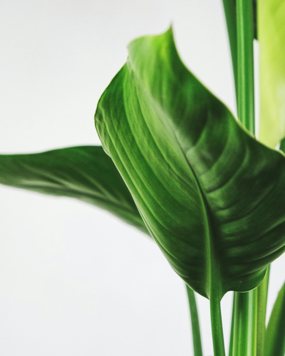 green leaf plant in close up photography