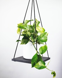 A soothing image of a plant on a white wall, symbolizing quiet emotional growth