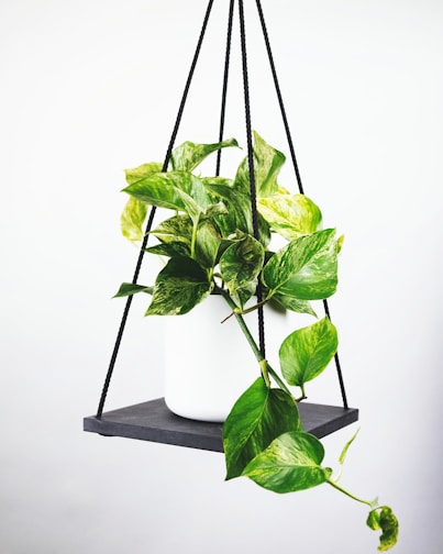 A soothing image of a plant on a white wall, symbolizing quiet emotional growth
