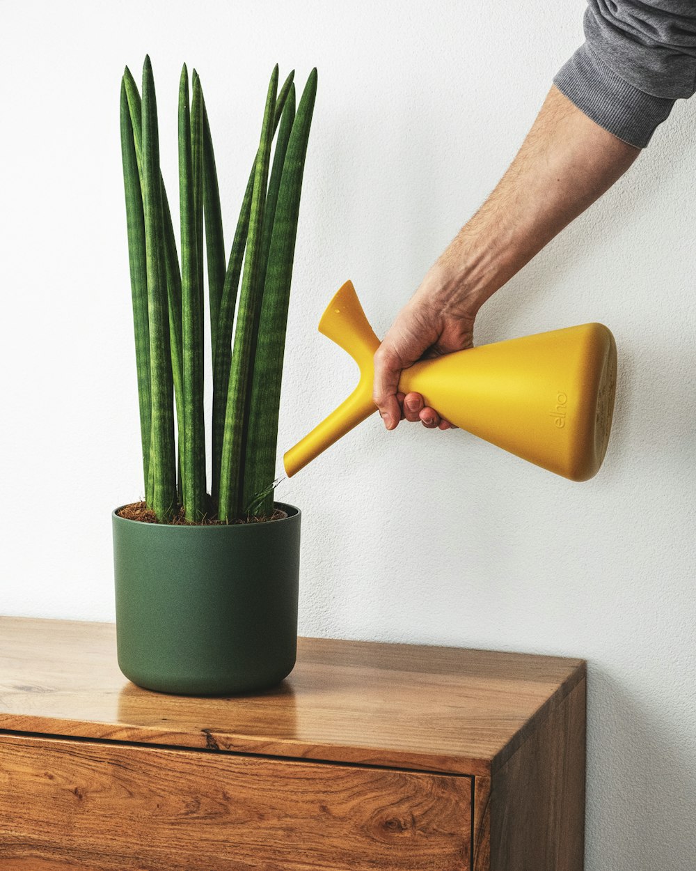 fleur jaune dans un pot en céramique verte