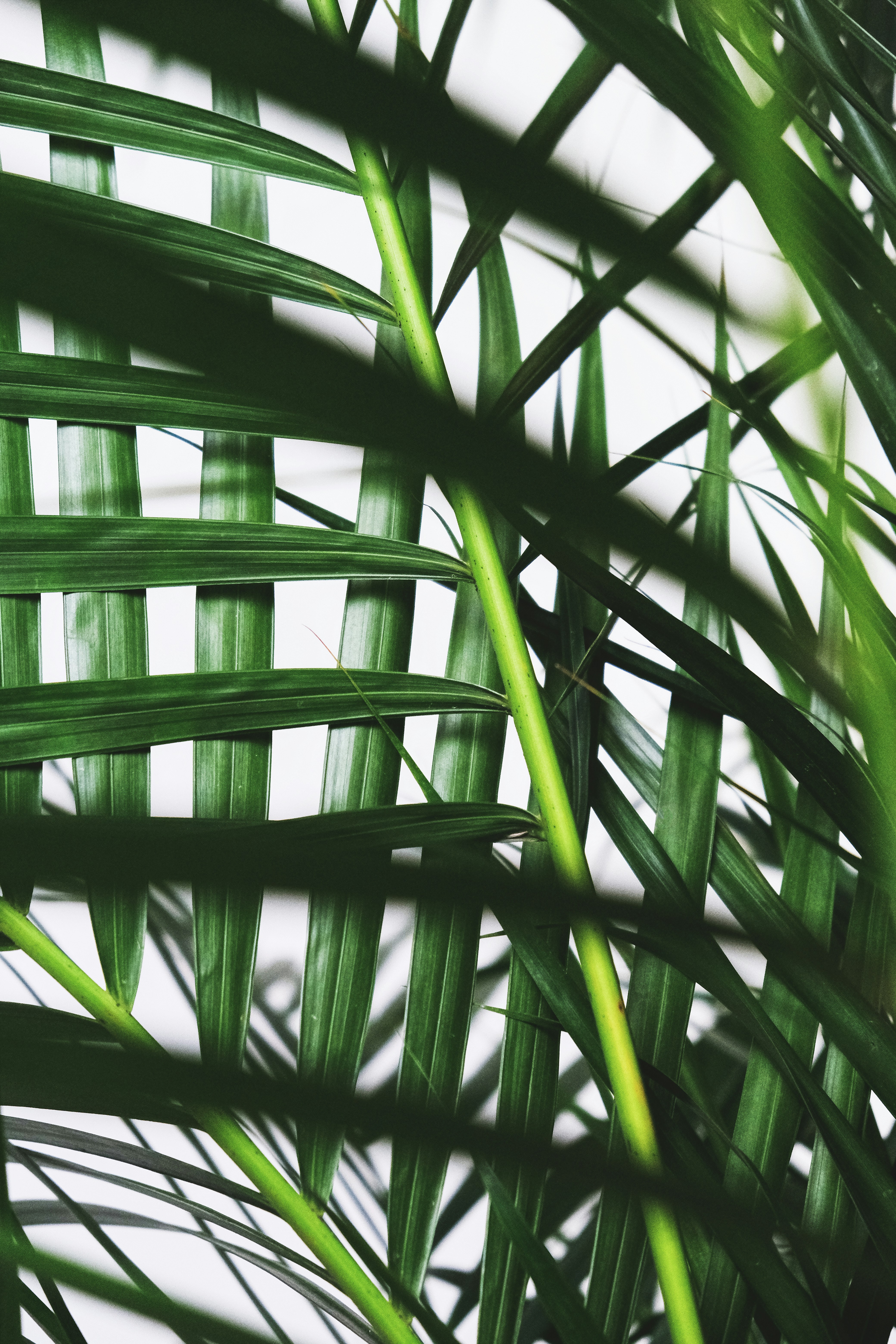 Photo by feeypflanzen