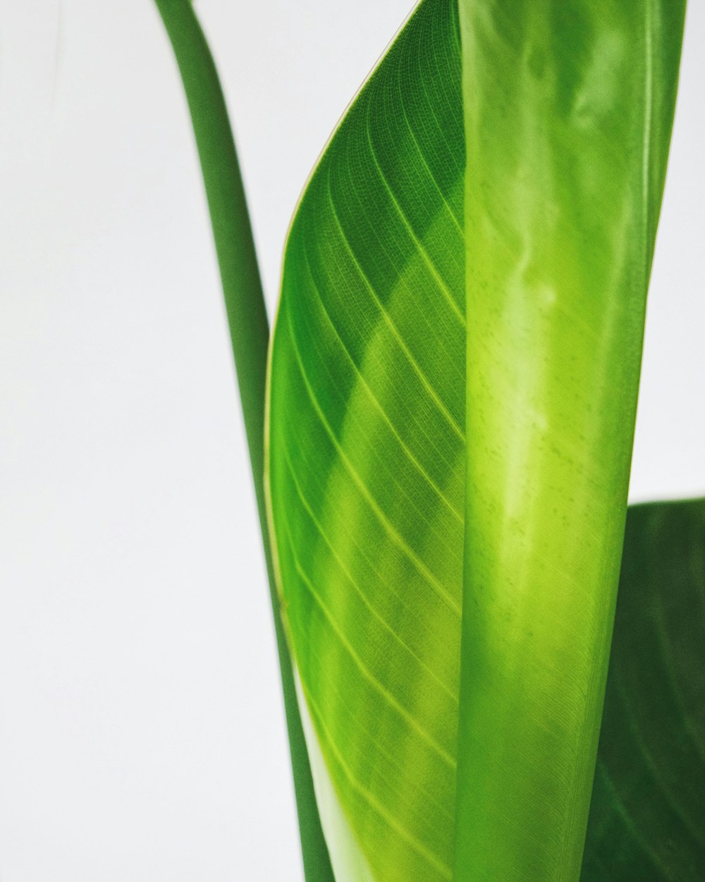 green banana leaf in close up photography