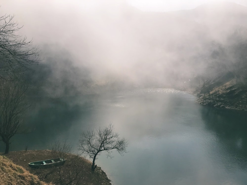 green trees near body of water