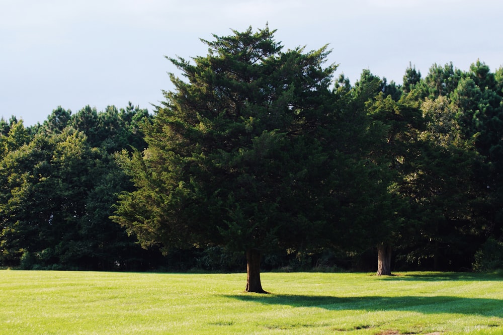 green grass field with green trees