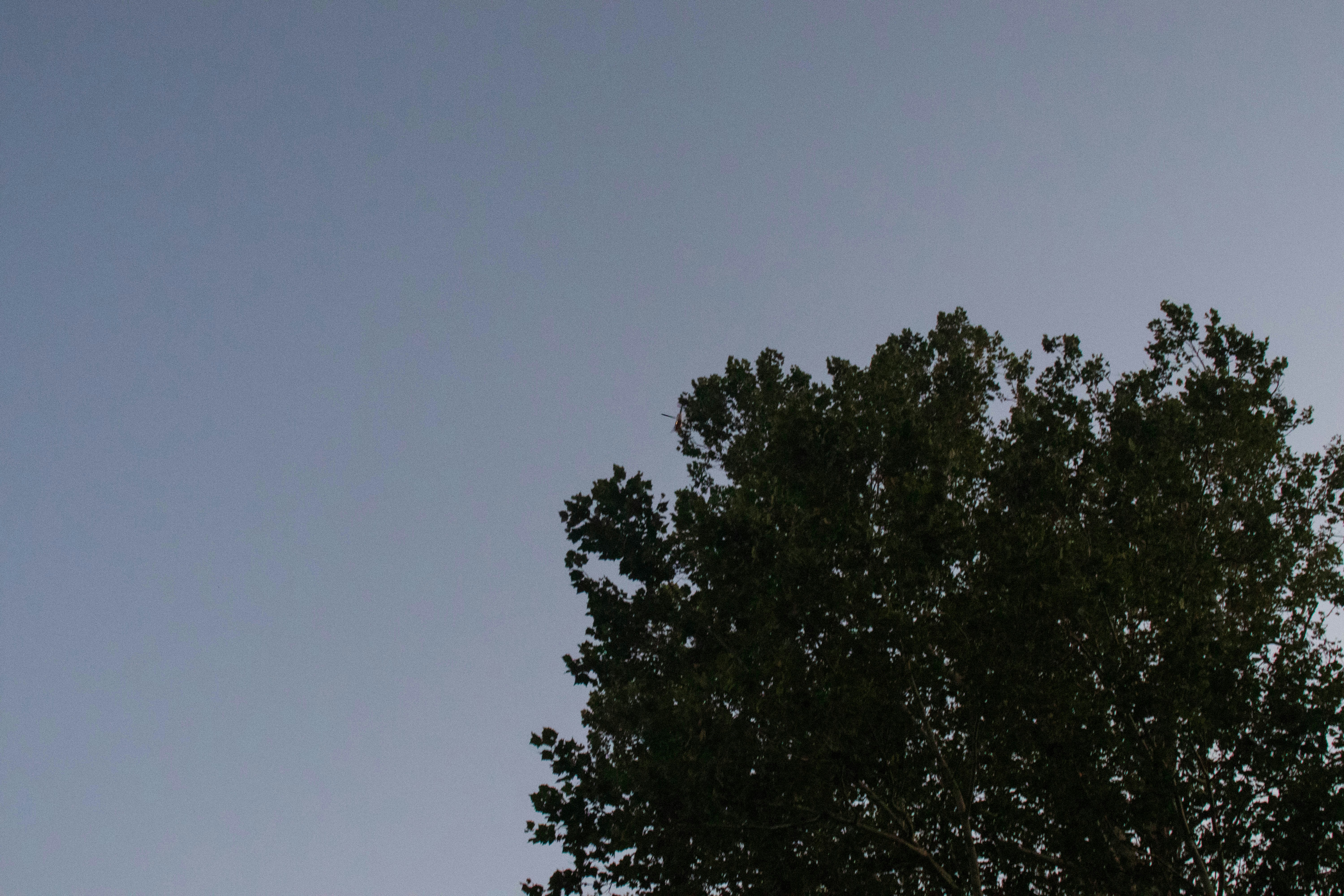 Book Your Tree Survey