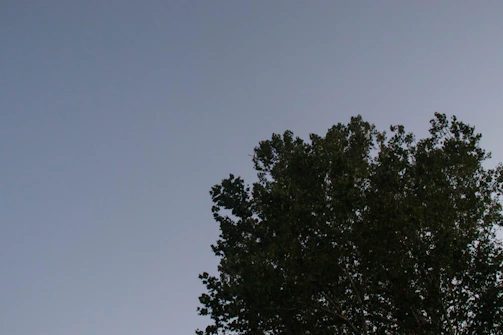 A team carefully removing a large tree in a residential backyard under clear blue skies.