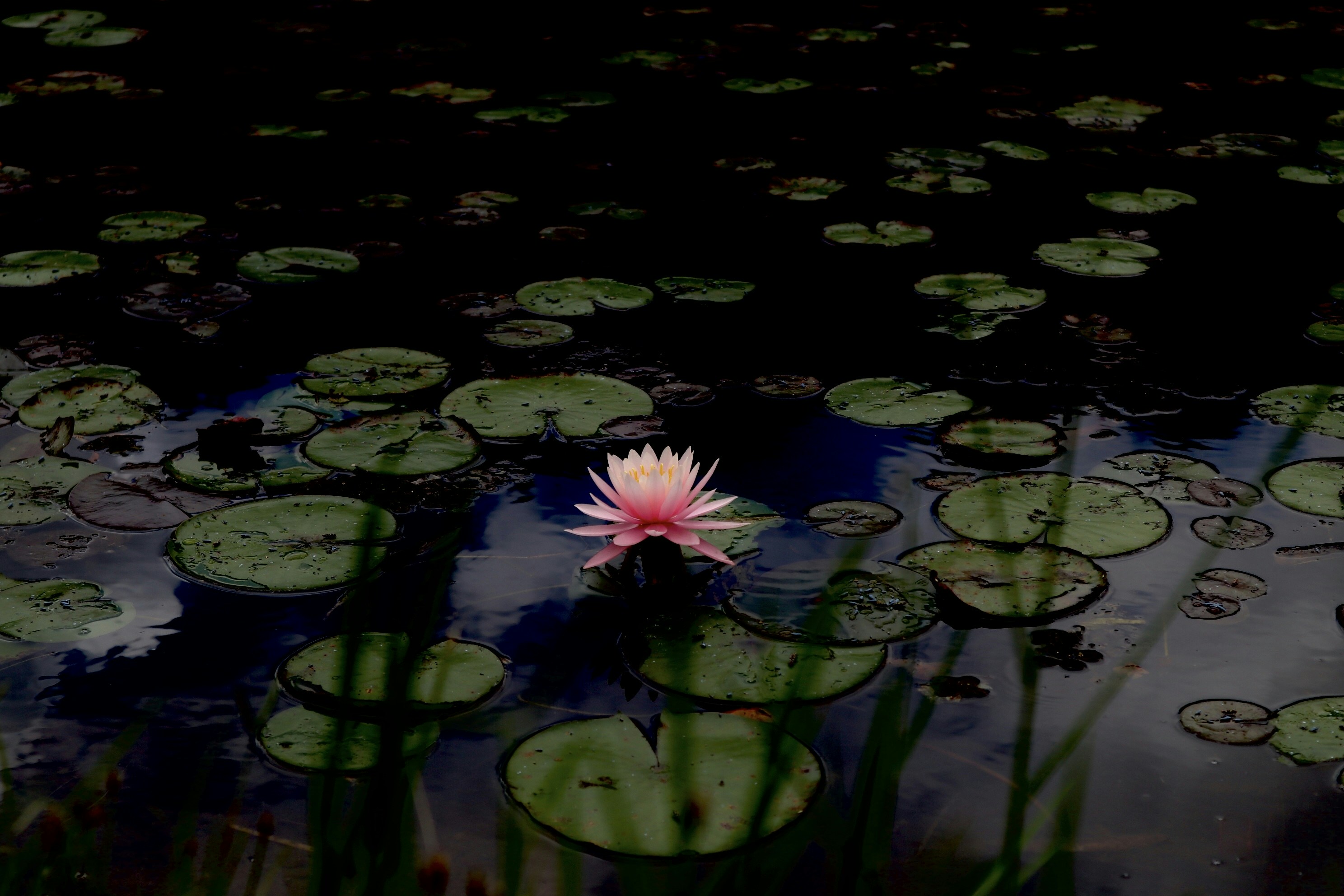 Photo by giovanna_os