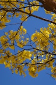 yellow leaves on brown tree branch during daytime