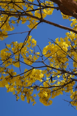 yellow leaves on brown tree branch during daytime