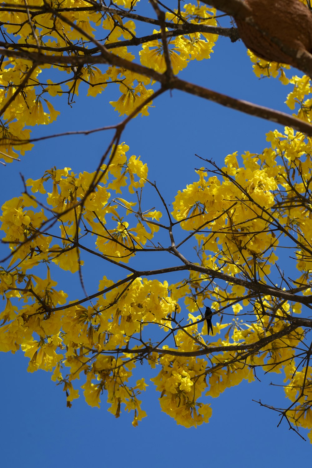folhas amarelas no galho marrom da árvore durante o dia
