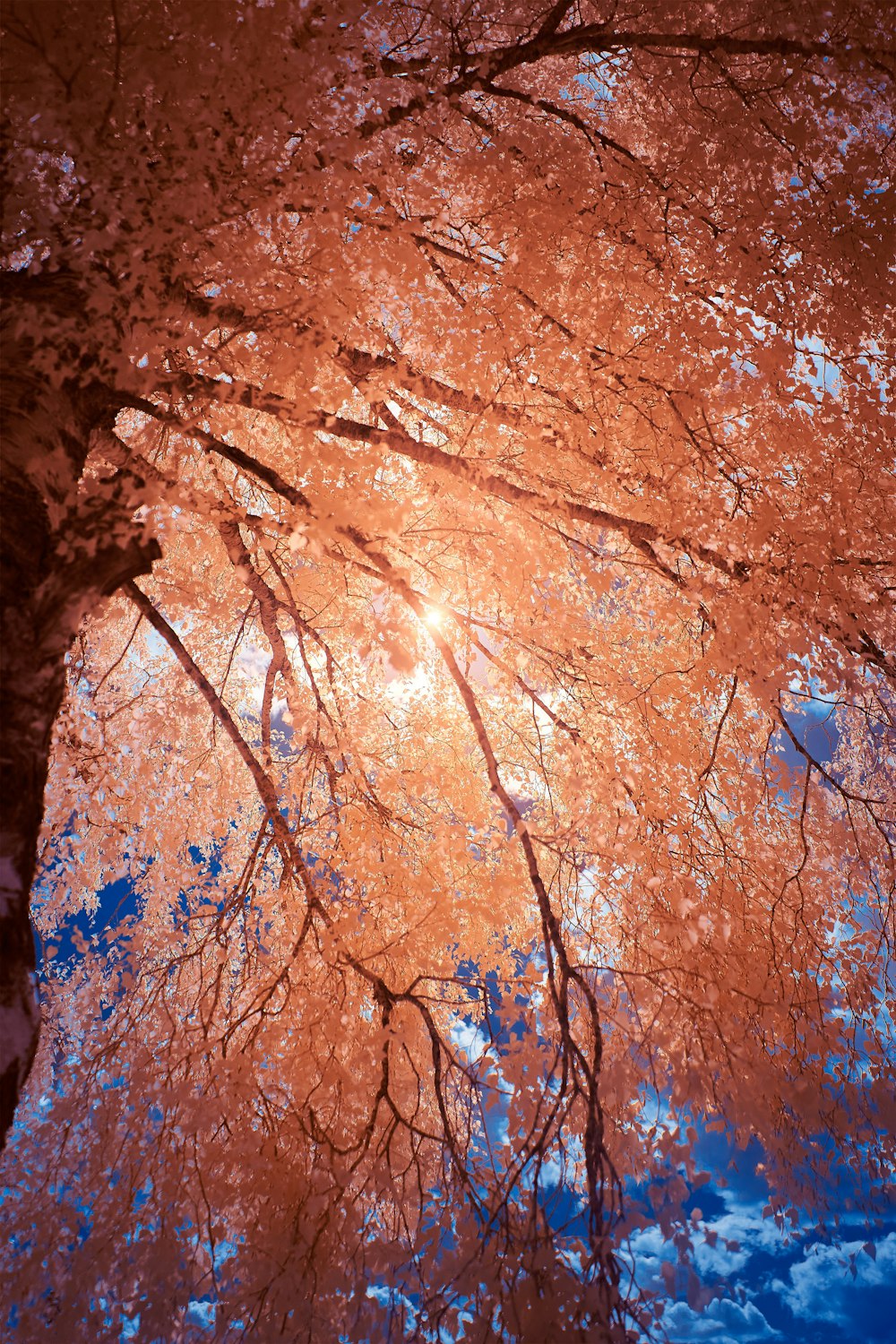 brown tree under blue sky during daytime