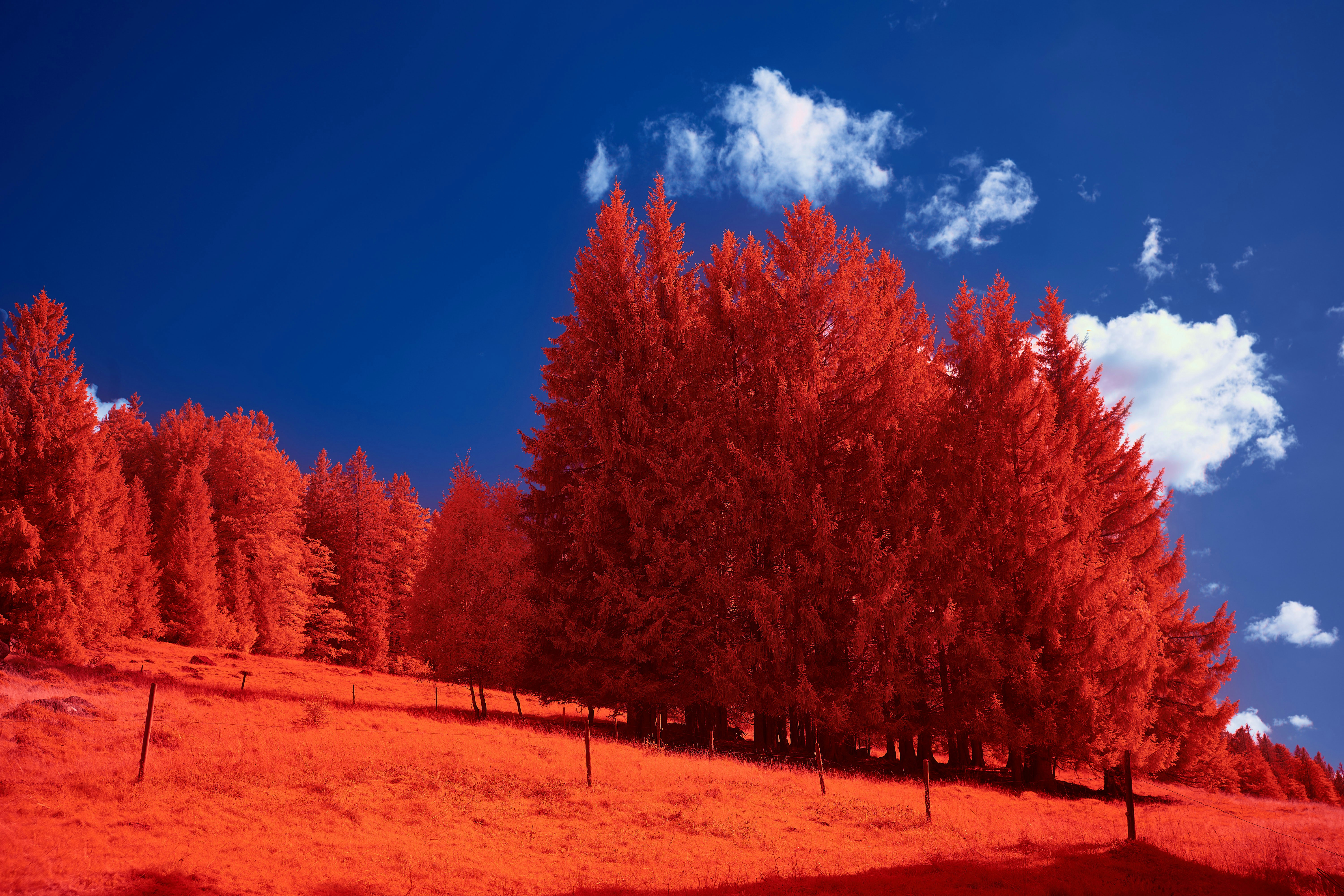 Photo by wolfgang_hasselmann