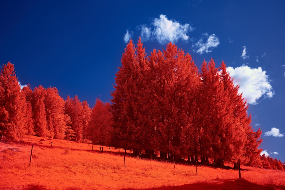 red leaf trees under blue sky during daytime