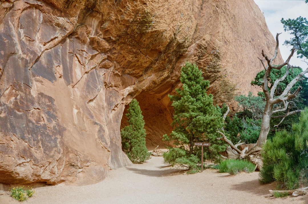 brown rock formation with green plants during daytime