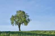 green tree on green grass field under blue sky during daytime