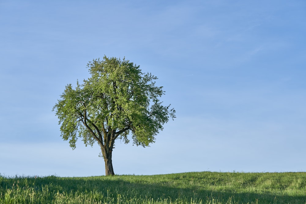 green tree on green grass field under blue sky during daytime