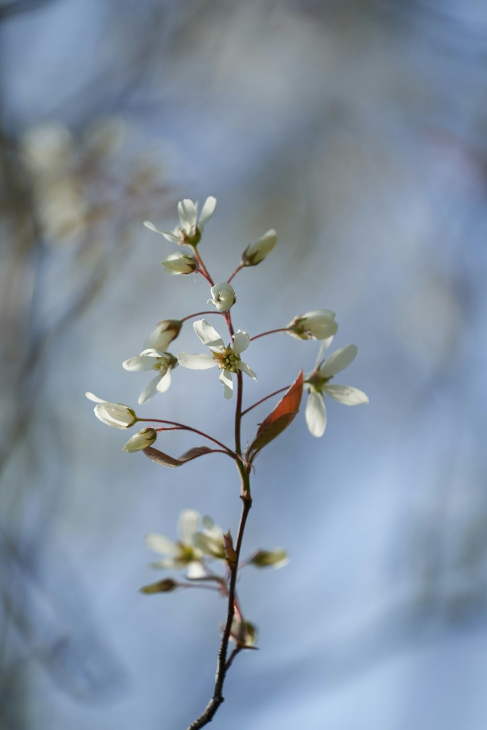 white flower in tilt shift lens