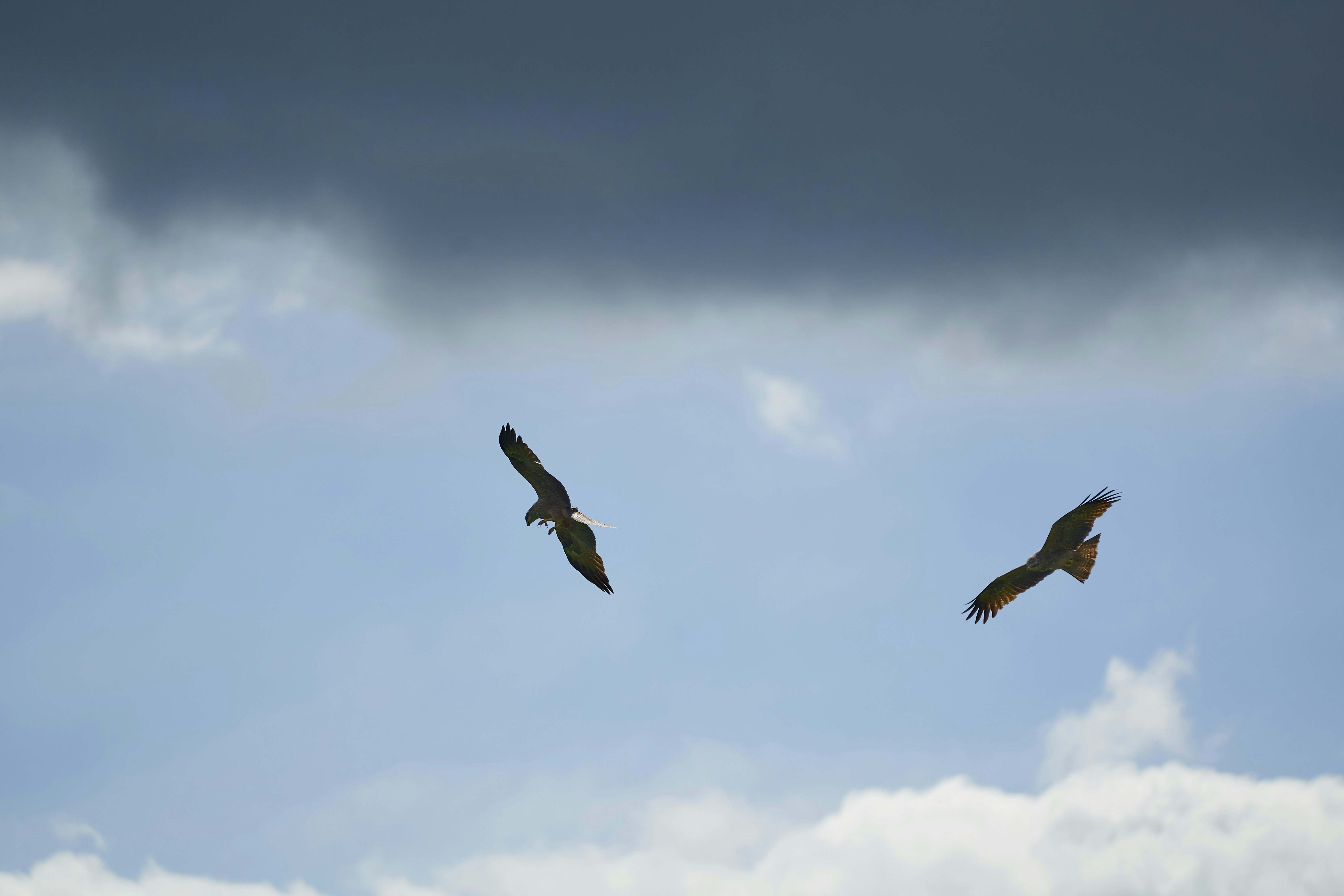 Photo by wolfgang_hasselmann