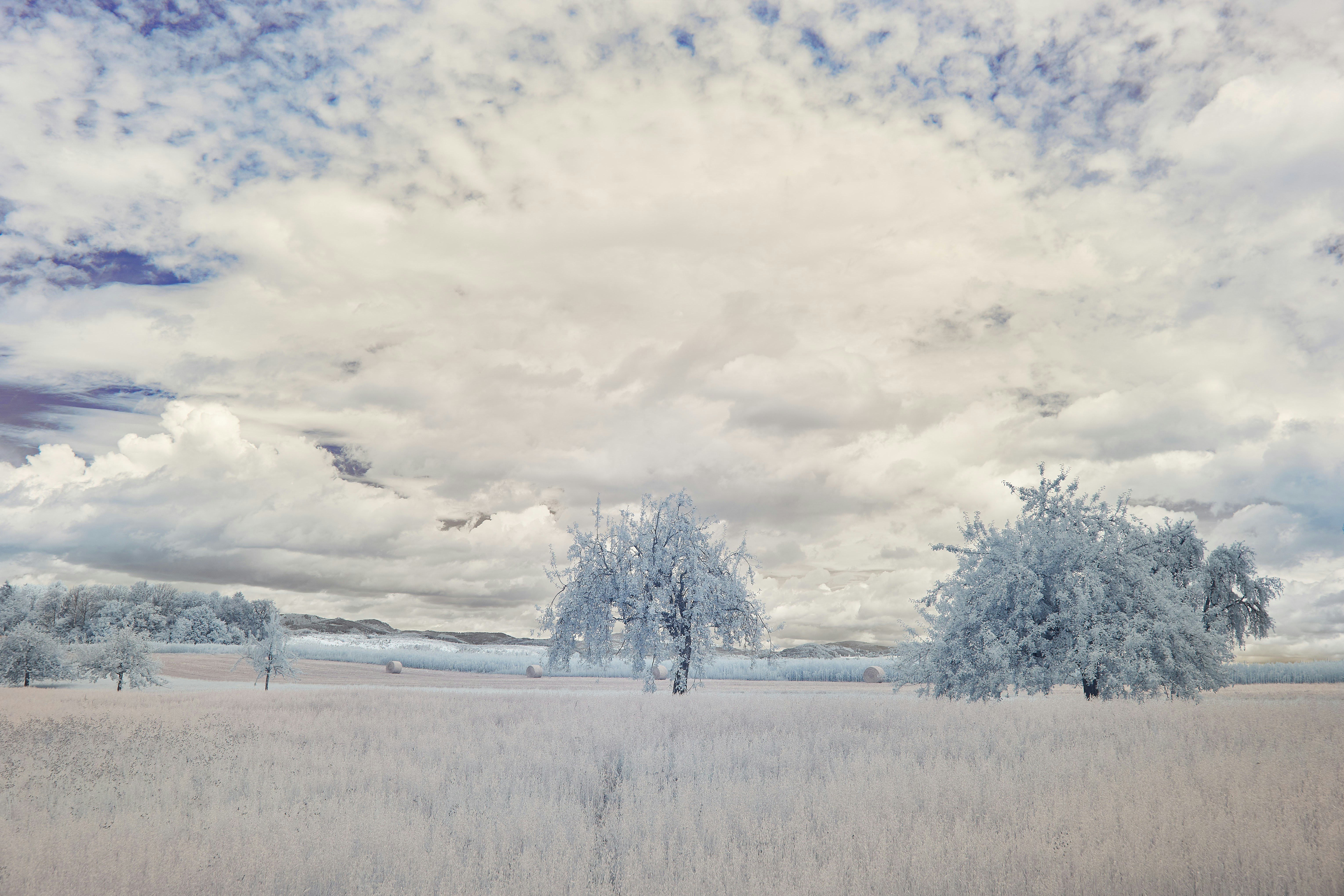 Photo by wolfgang_hasselmann