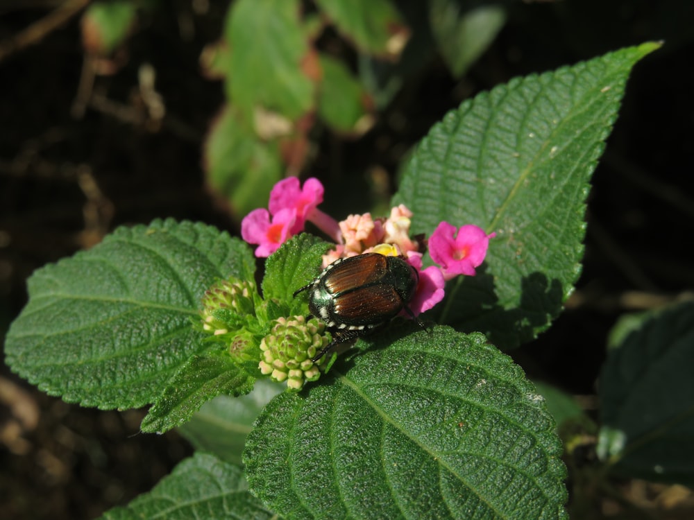 ピンクの花に黒と茶色の蝶